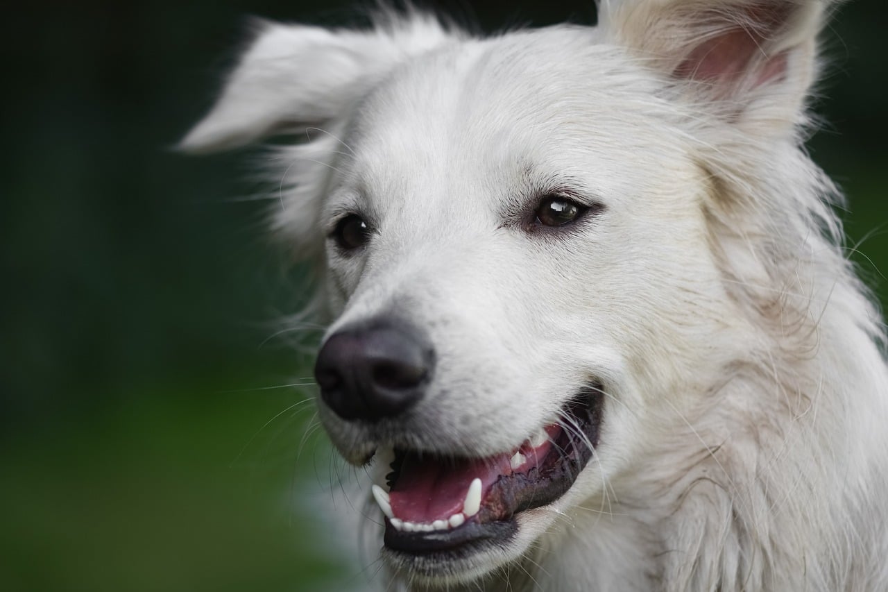 close up of white dog opening its mouth