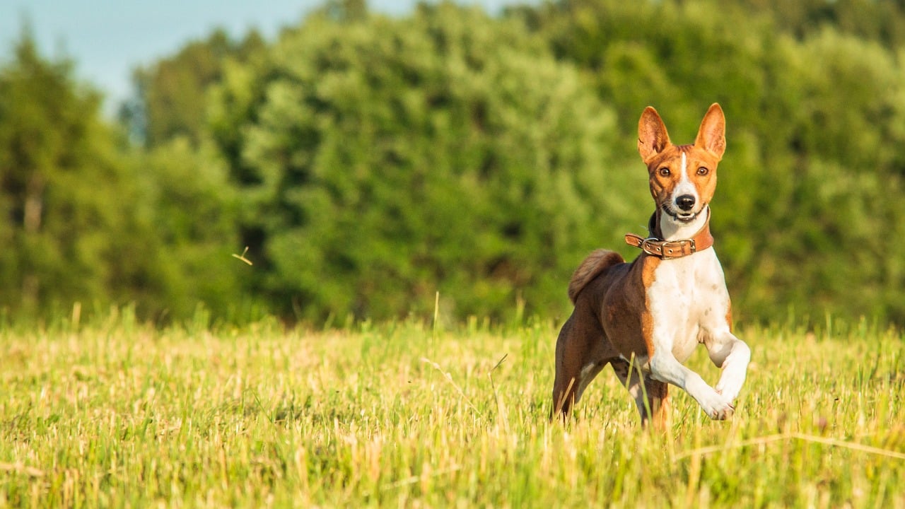 basenji, dog, running