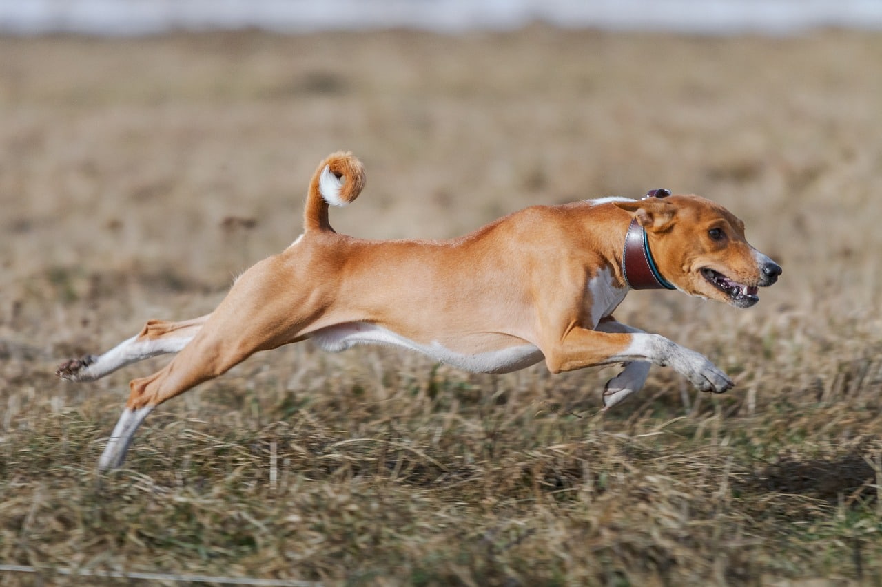 basenji, dog, running
