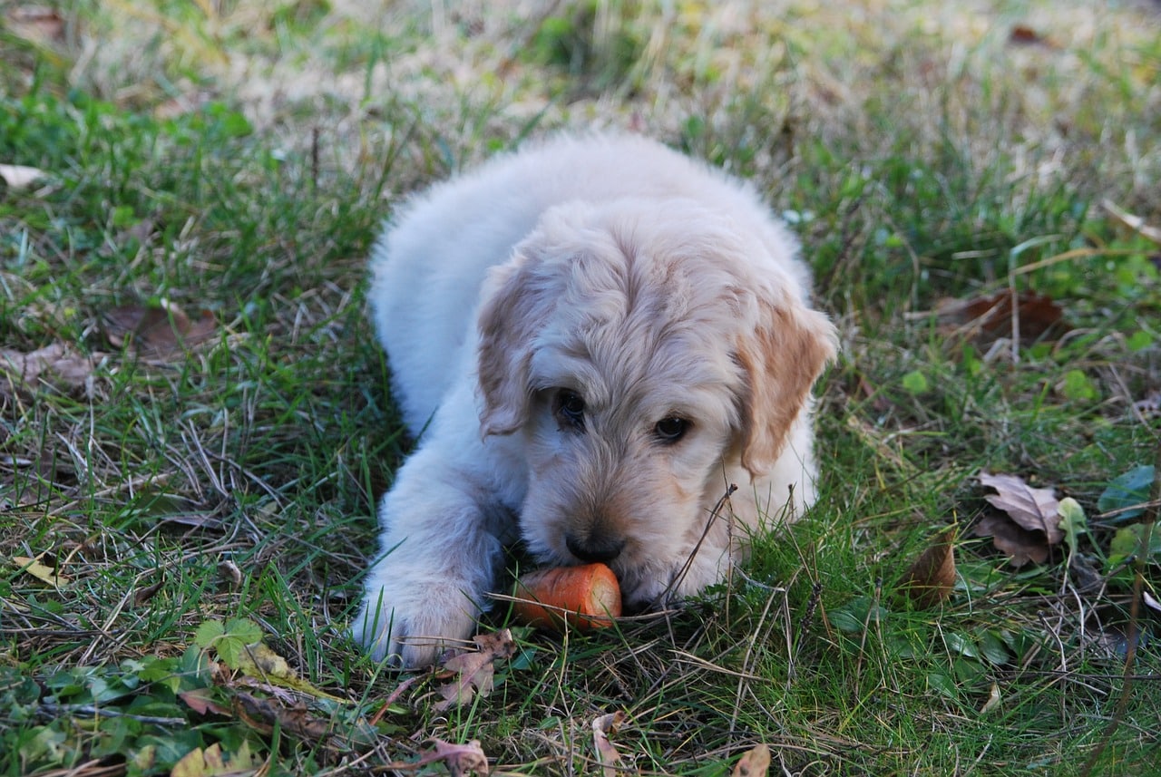 dog eating carrot outdoors