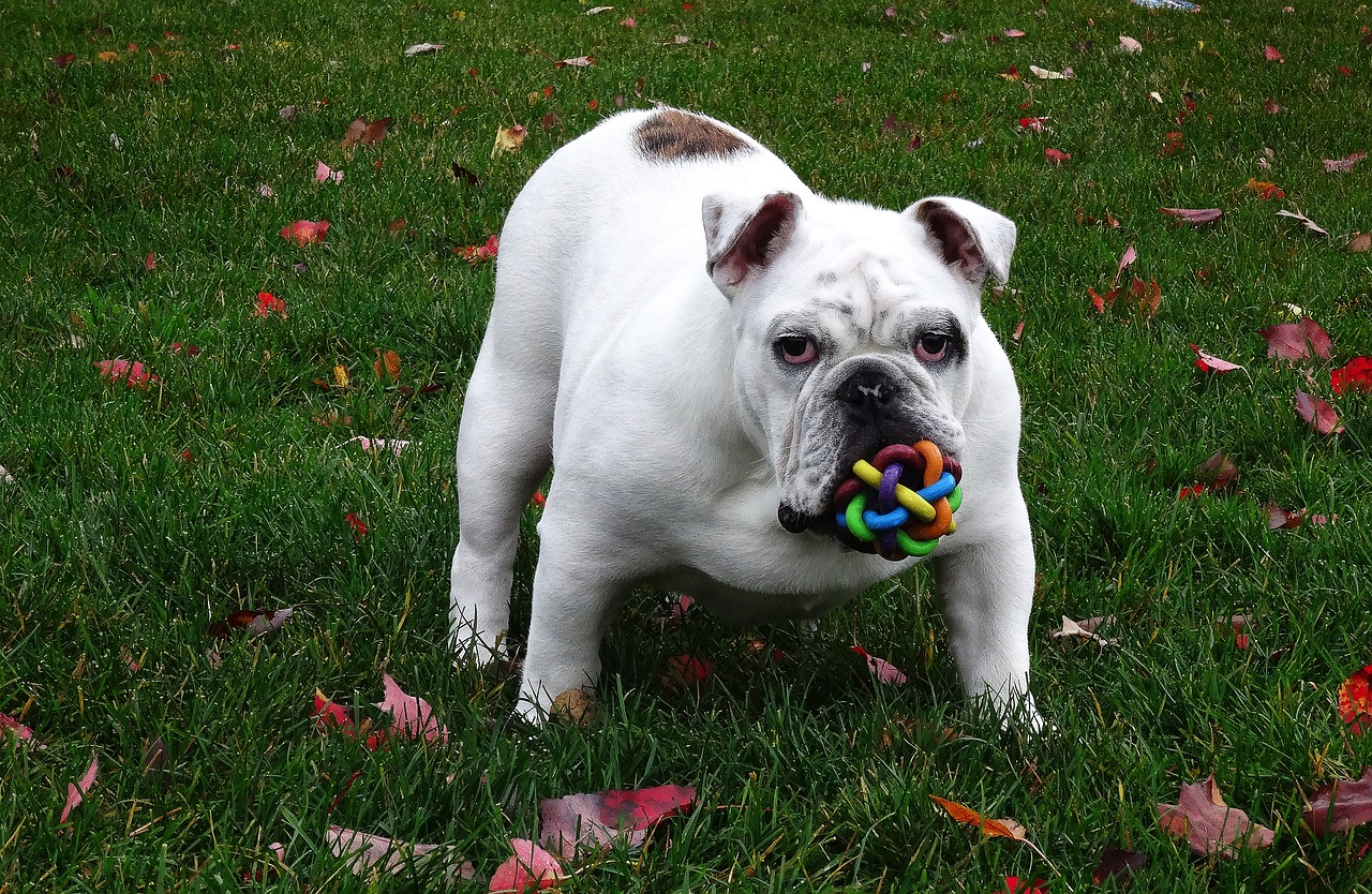 dog, english bulldog, dog toy