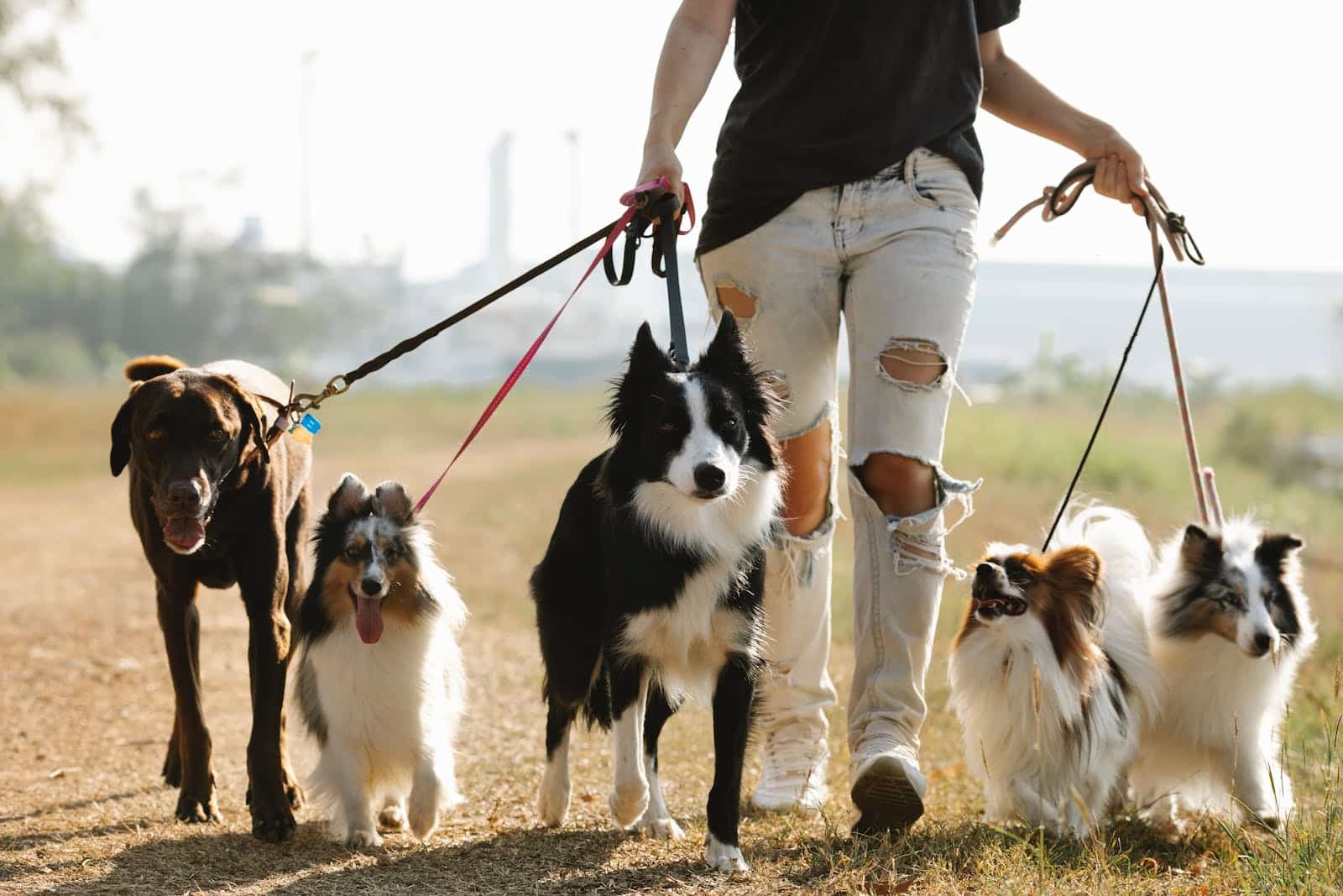 female owner strolling with group of dogs
