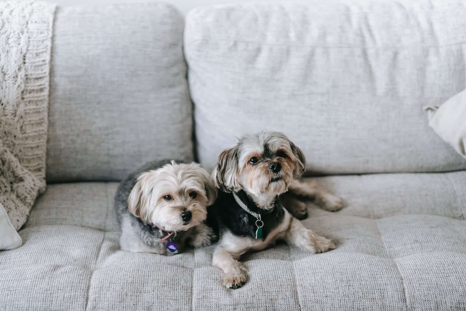 High angle of cute Morkie dogs lying on comfortable couch and looking away