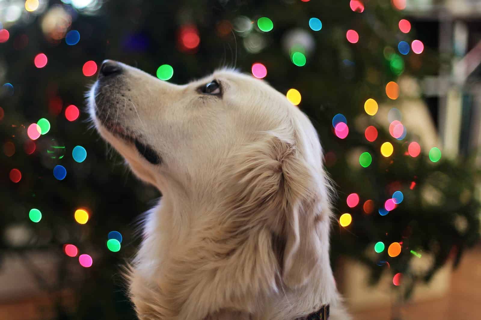 Golden Retriever dog with holiday themed background