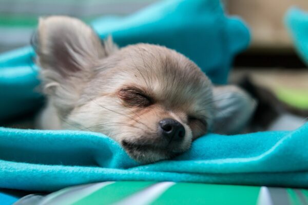 chihuahua dog sleeping under the blue blanket