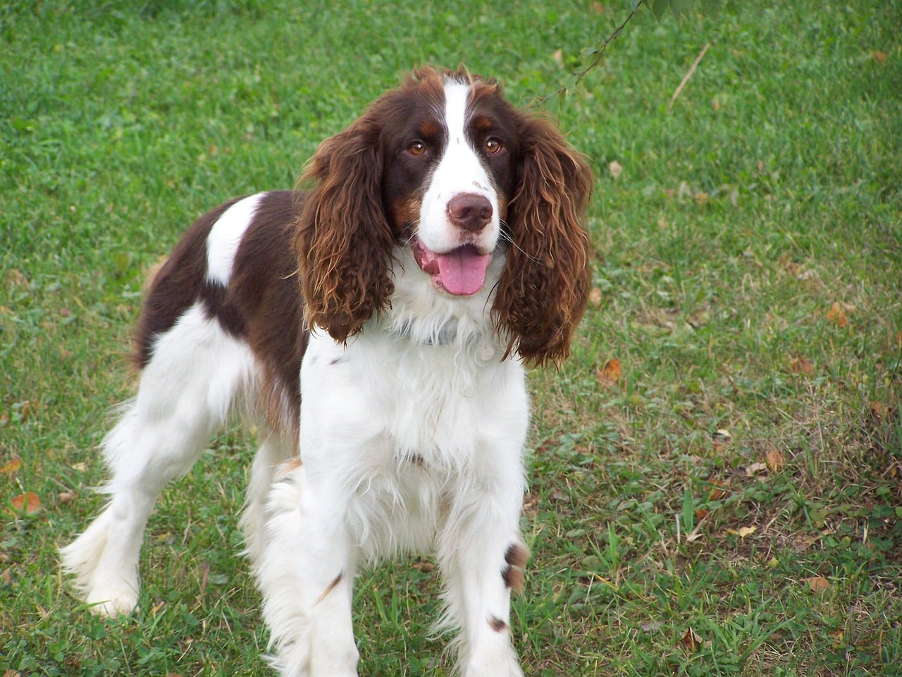 springer, dog, spaniel