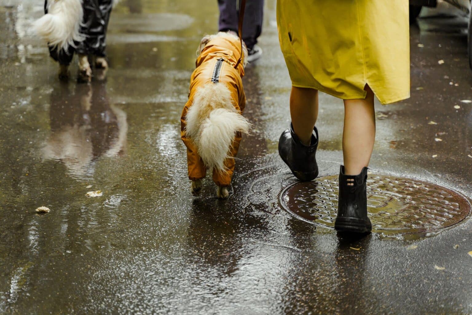 Do Dogs Need Raincoats? VetReviewed Pros & Cons Dogster