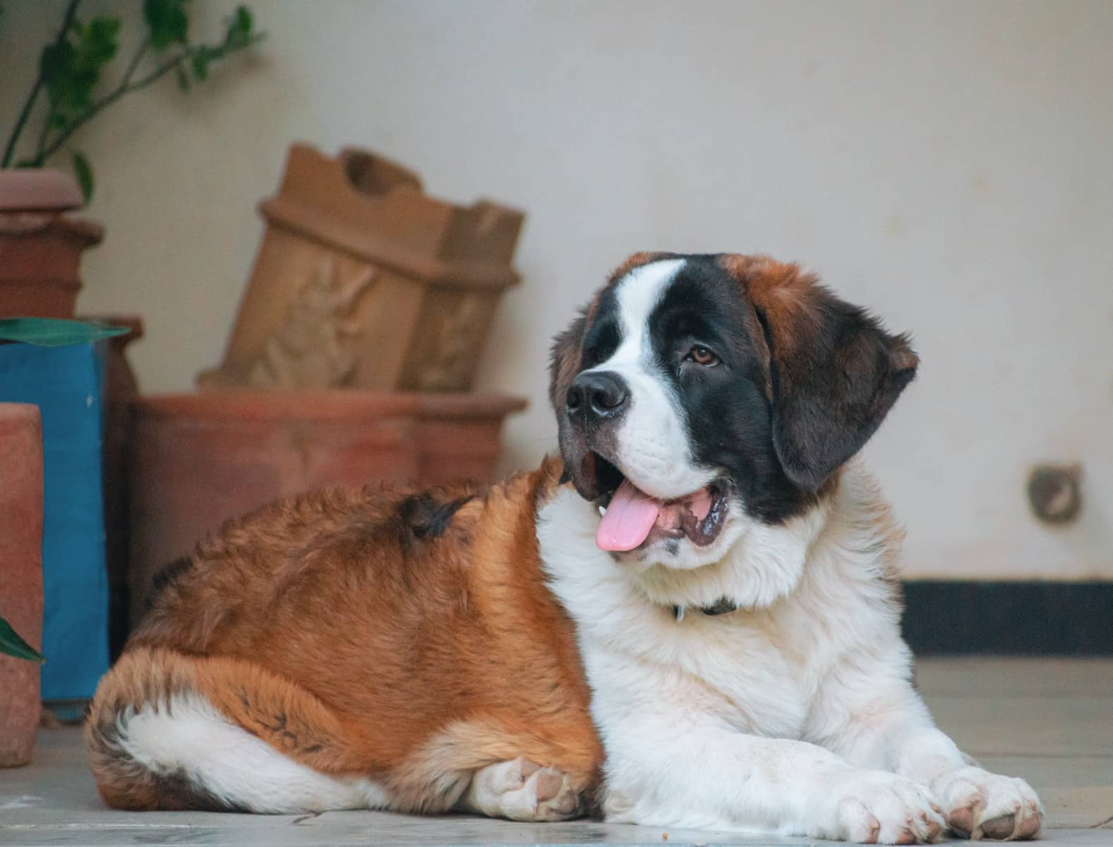 a large brown and white st bernard dog laying on a tile floor