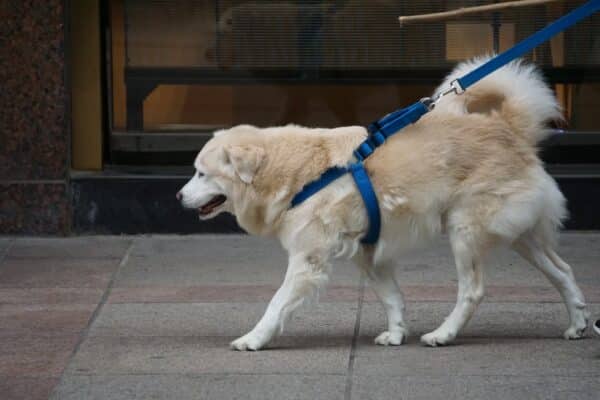 white and brown long coated dog with blue leash