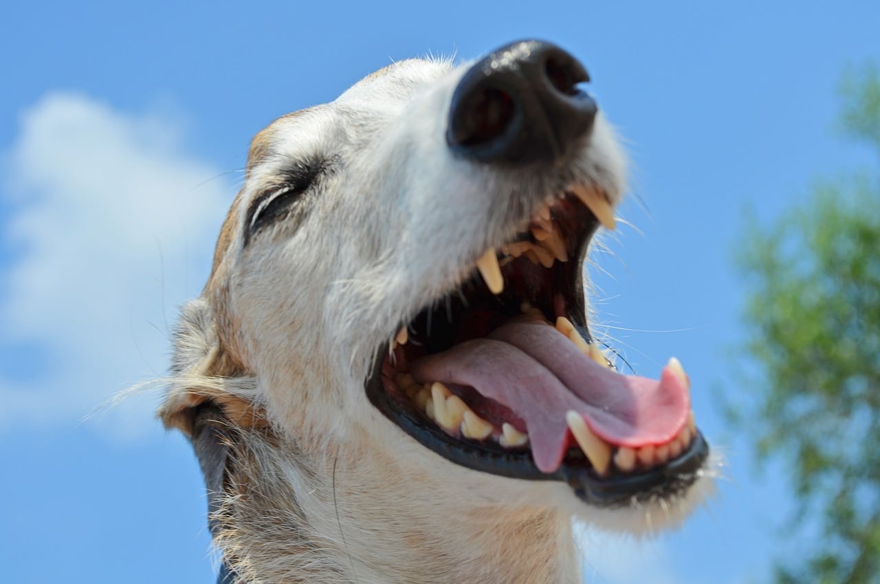close up of dog opening its mouth