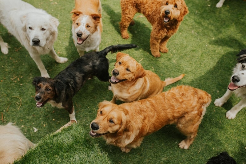 A group of dogs at the daycare