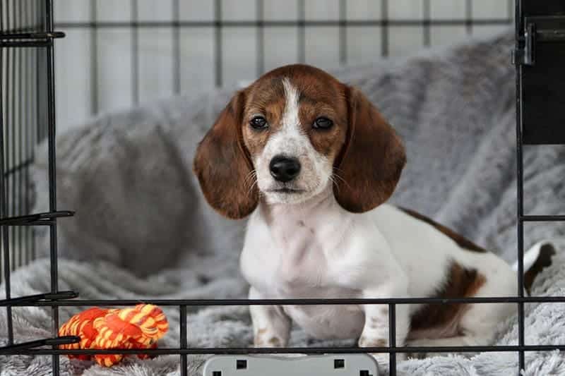 A-miniature-dachshund-puppy-that-is-sitting-in-a-crate-with-the-door-open