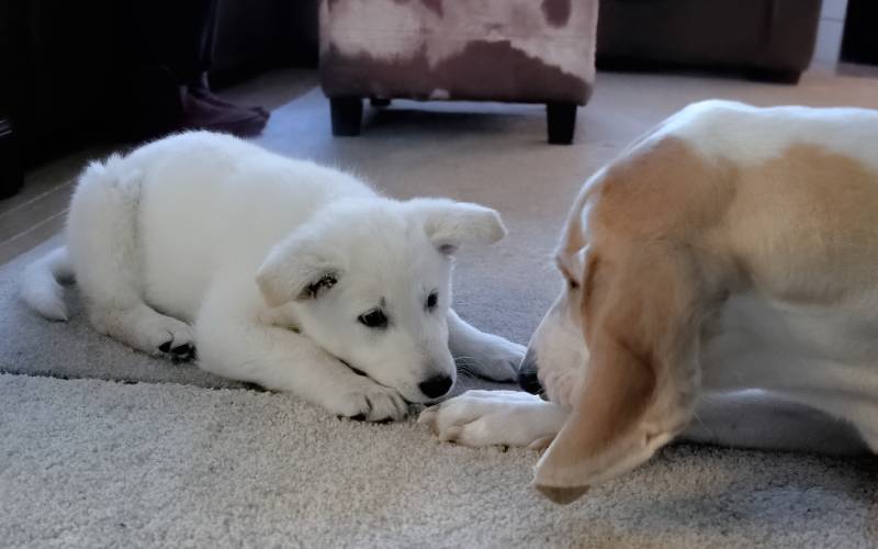 A new puppy is greeting an older dog for the first time eye to eye