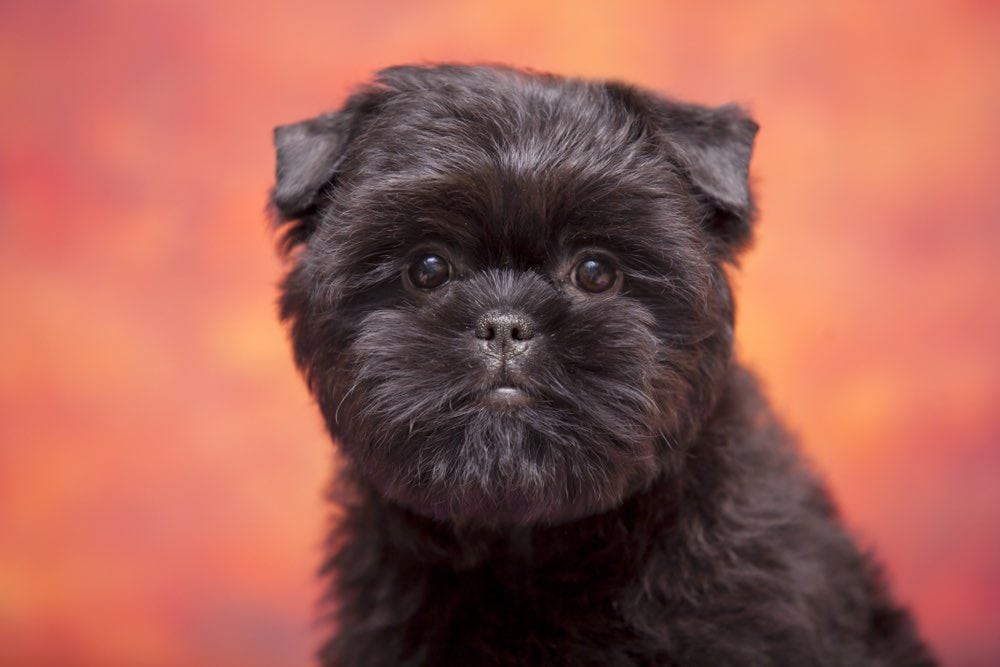 Affenpinscher-puppy