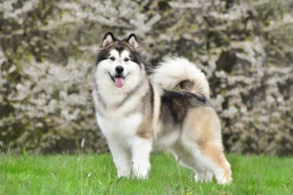 Alaskan Malamute dog stands on green grass against the background of a flowering tree