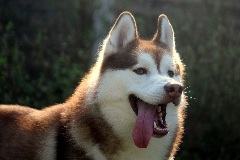 Alaskan husky dog with tongue out