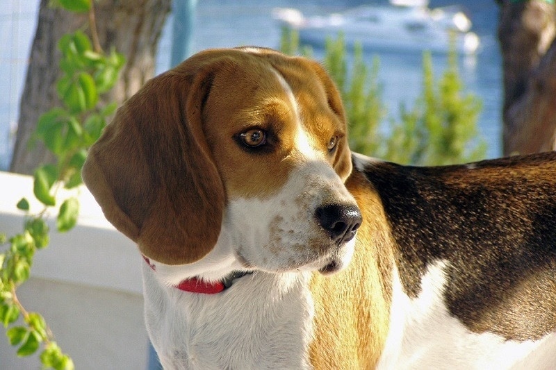 American English Coonhound