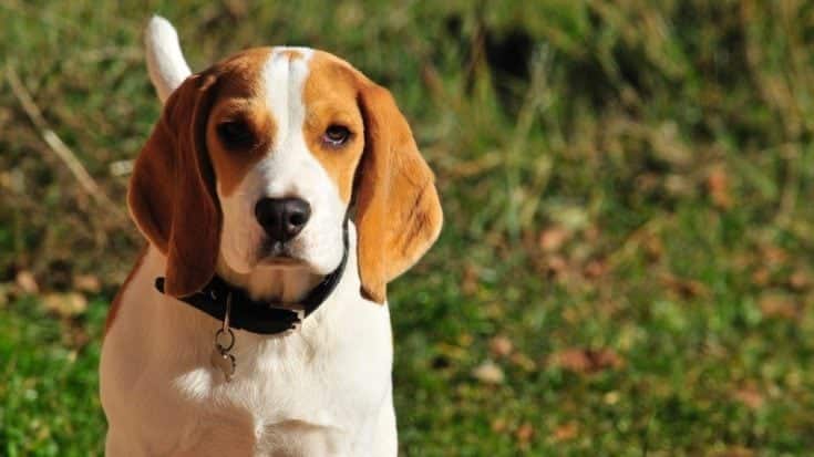 American English Coonhound