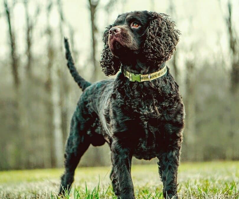 American Water Spaniel