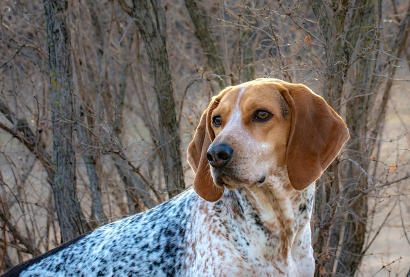 American english Redtick Coonhound in the woods