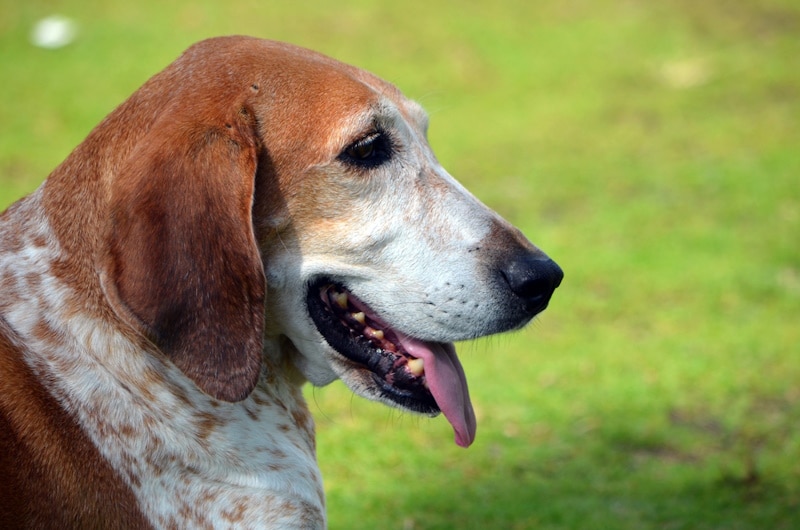 American english Redtick Coonhound portrait