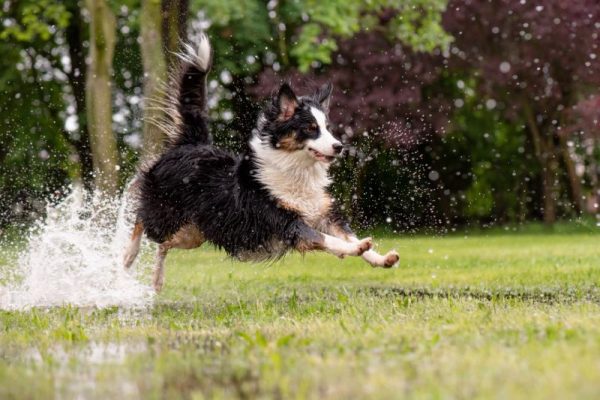 Australian Shepherd Dog playing on green grass at park while raining