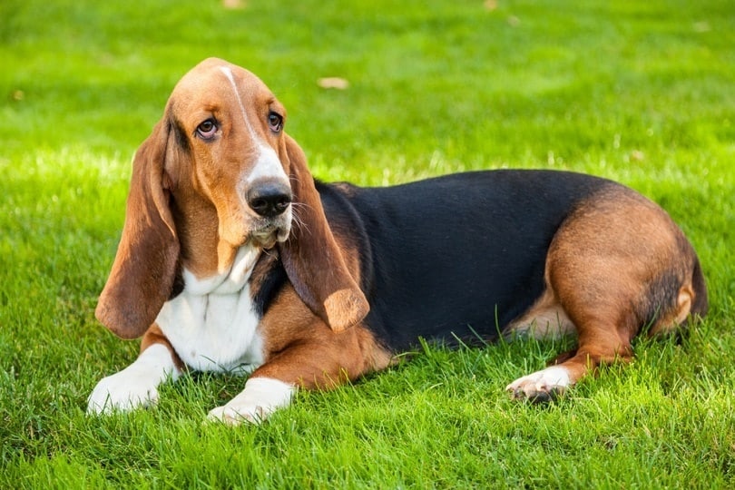 Basset Hound lying down on the grass