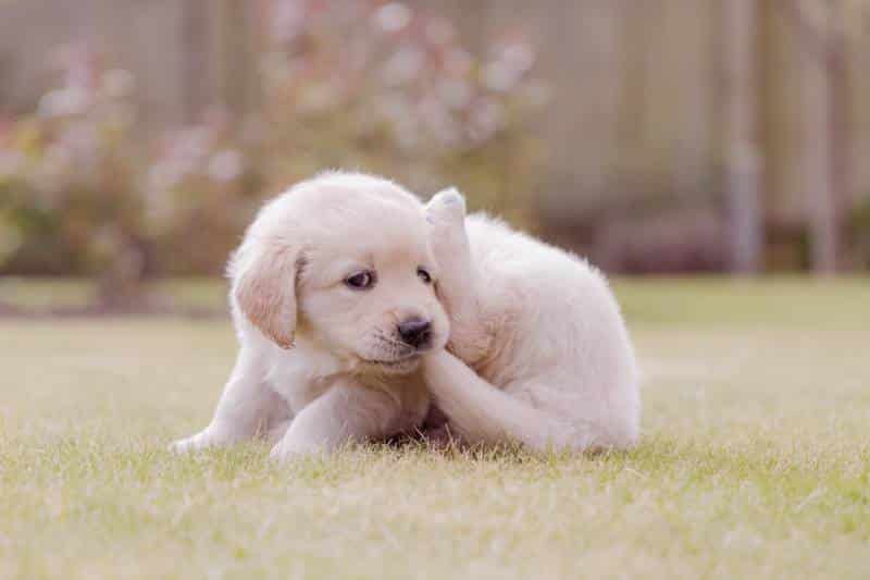 Beautiful golden retriever puppy biting tail in garden