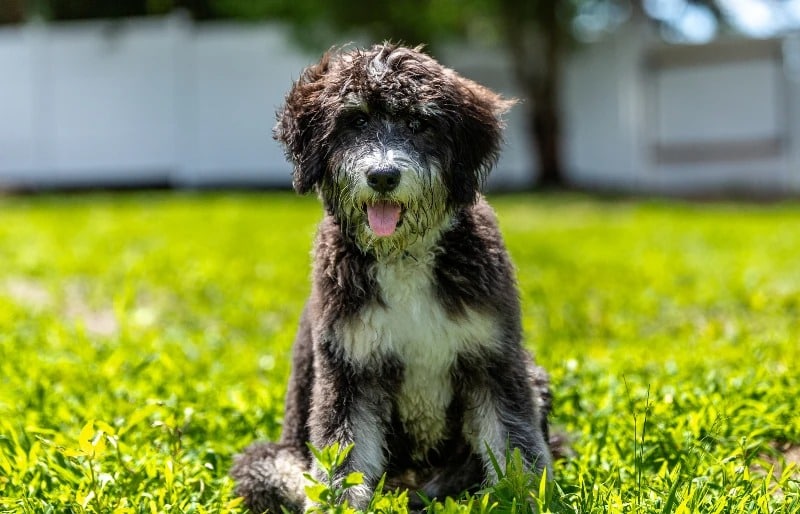 Bernedoodle