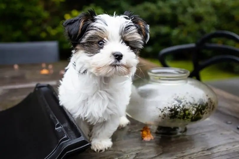 Biewer Yorkshire Terrier Dog pup
