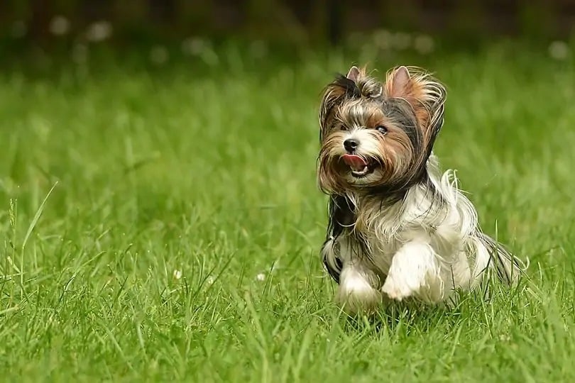 Biewer Yorkshire terrier