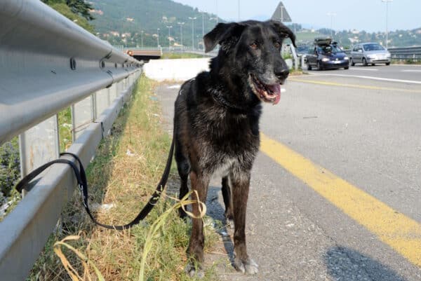 Black dog tied to a road barricade