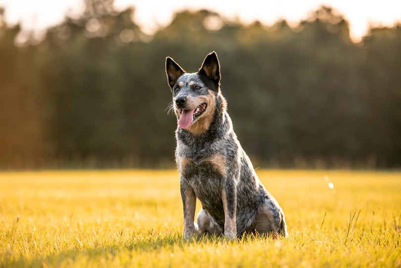 Blue-Heeler-Dog-in-the-fiel