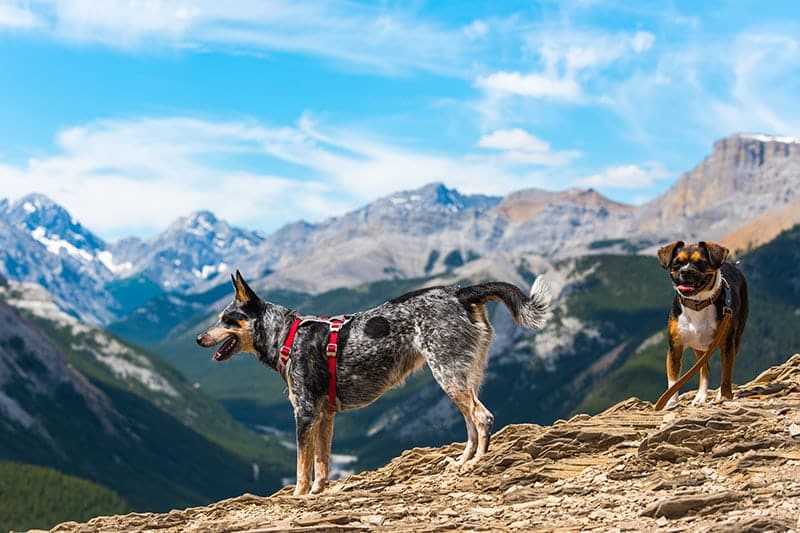 Blue-Heeler-and-beagle-boston-terrier-cross-dogs-Hiking-Nihahi-Ridge-Kananaskis-Country-Alberta-Canada