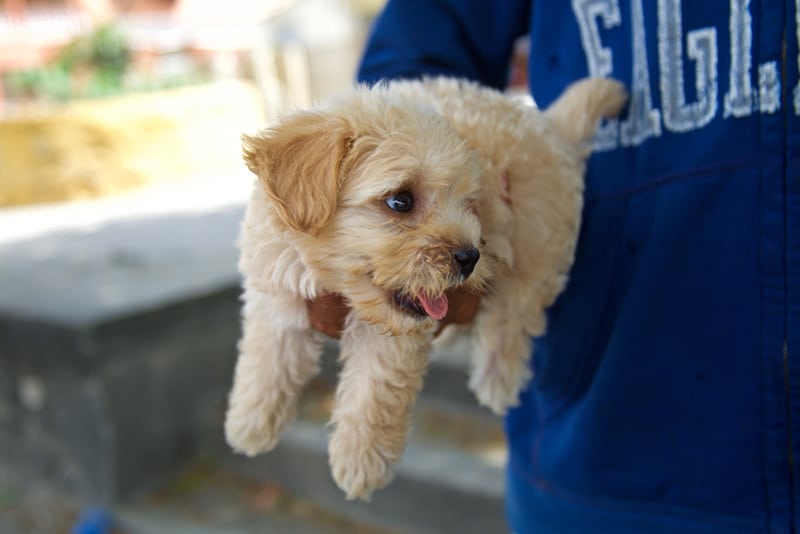 Breeder selling puppies on the street