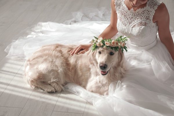 Bride and adorable Golden Retriever wearing wreath made of beautiful flowers indoors