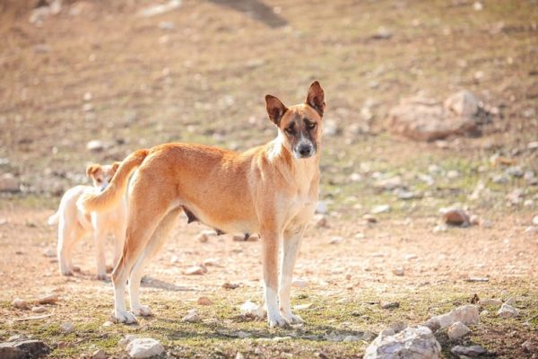 Canaan dog