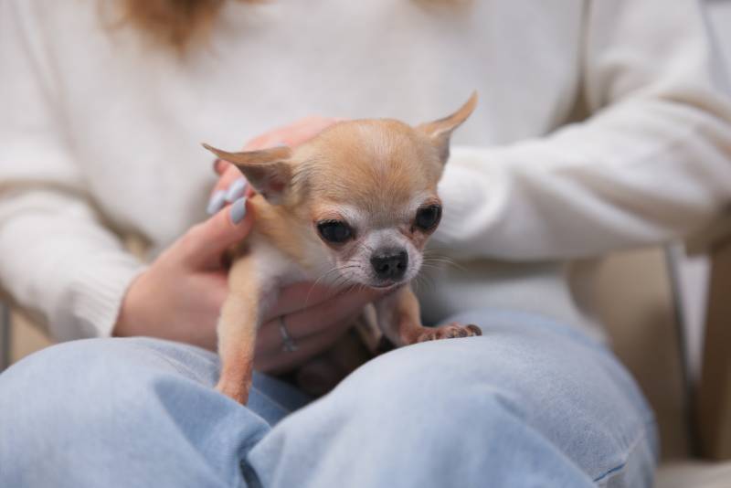 Chihuahua dog on hands of young woman