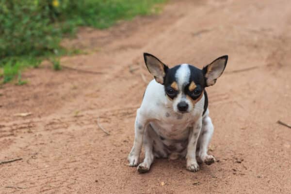 Chihuahua dragging butt on the dirt