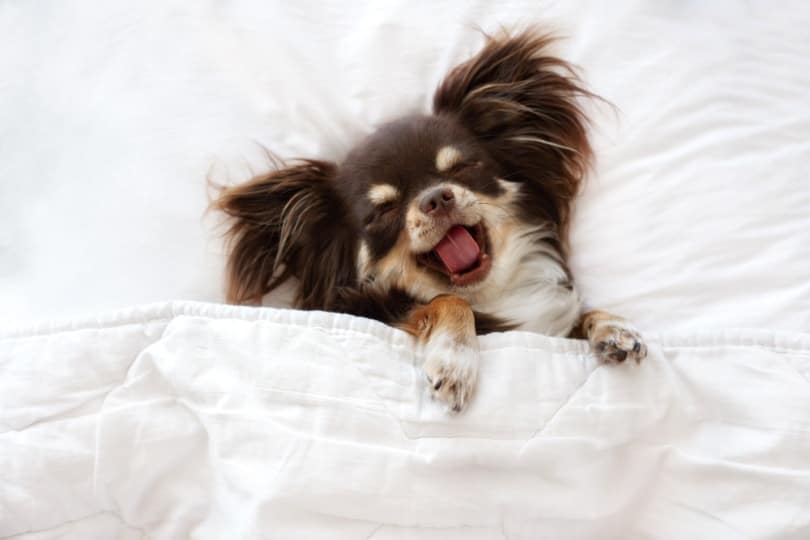 Chihuahua sleeping in bed