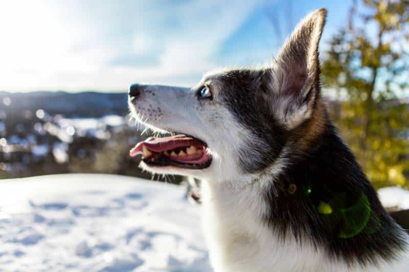 Close up of an alaskan husky dog on the top of a mountain