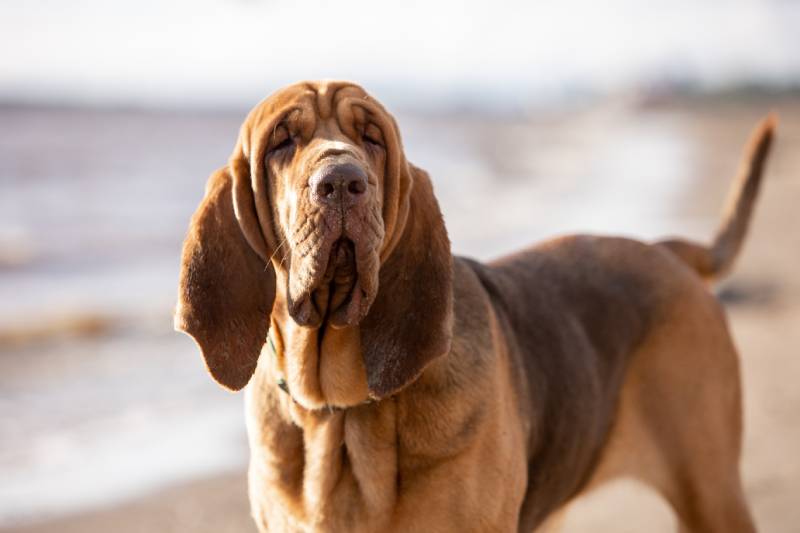 Close-up portrait of a brown bloodhound on a sunny day