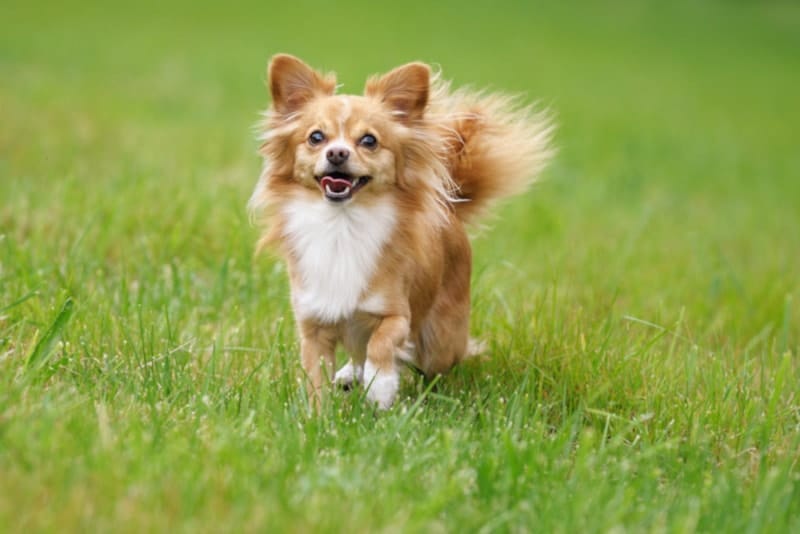 Cute brown Chihuahua running inn the grass