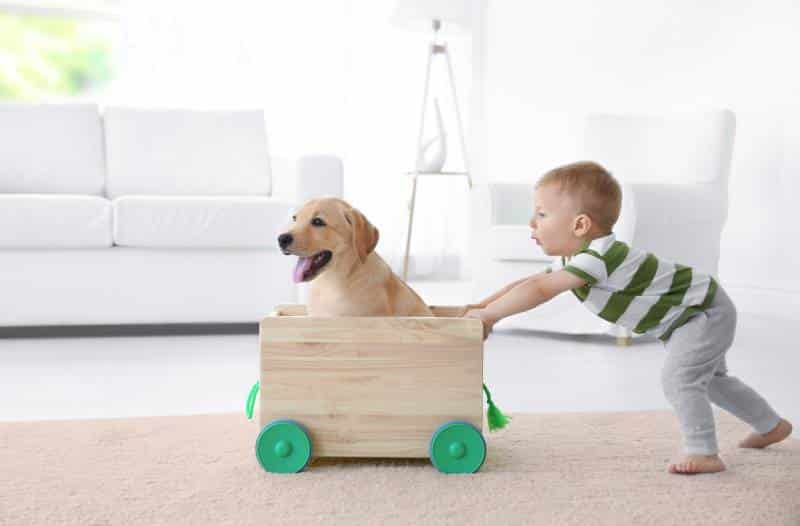 Cute child and Labrador Retriever dog playing with wooden toy cart at home