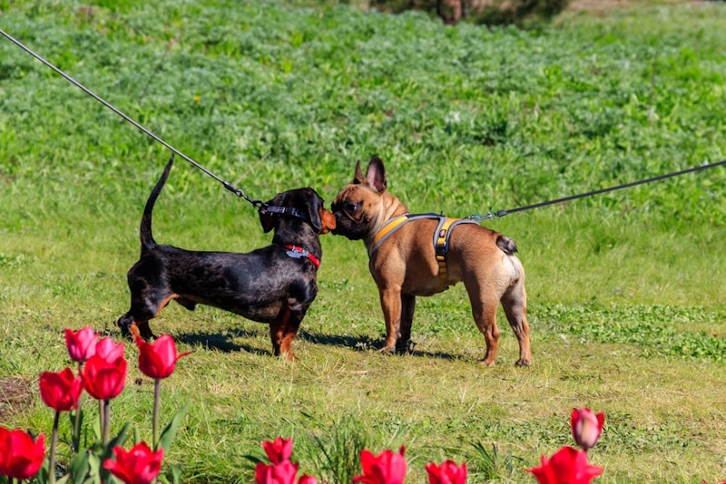 Dachshund and French Bulldog play at the park