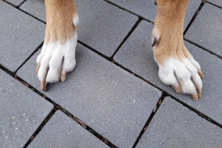 Why Do Dogs Have Dewclaws? VetApproved Facts & FAQ Dogster