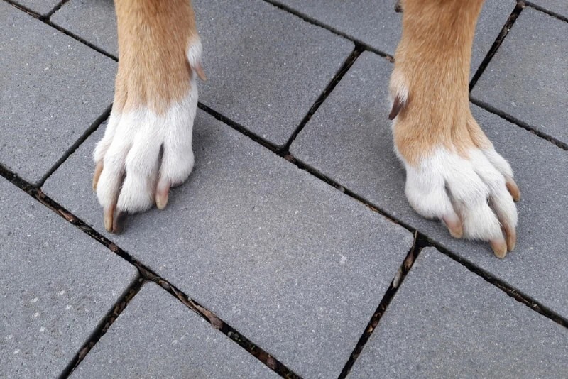 Dog Feet Paw Claw