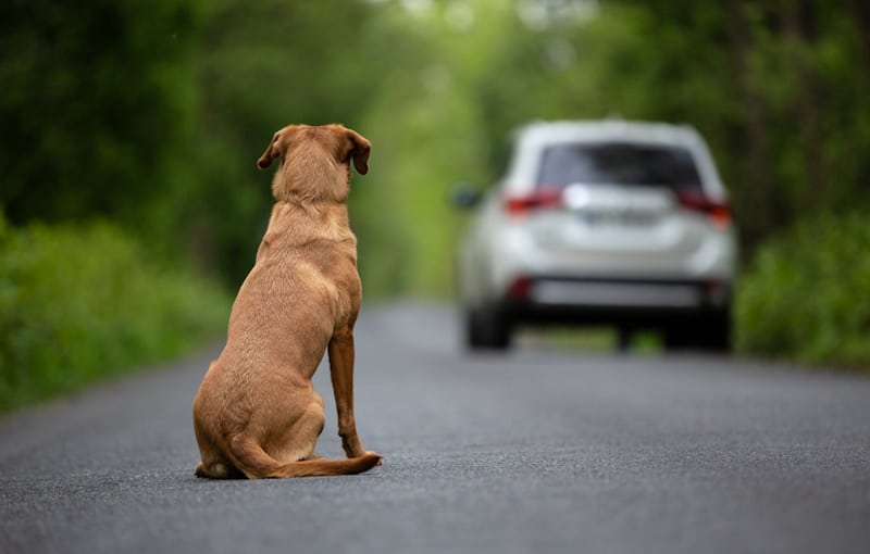 Dog abandoned on the roadside