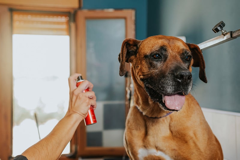 Dog groomer sprays cologne on a boxer dog