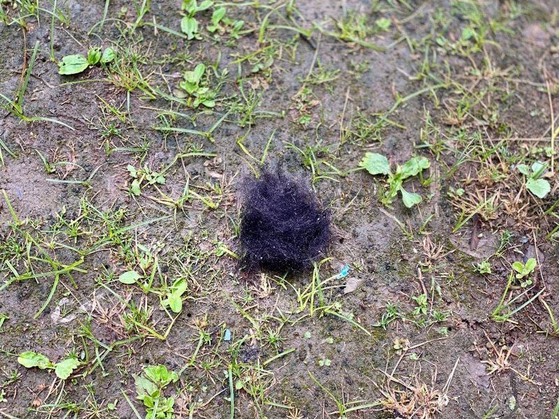 Dog hairball on the ground